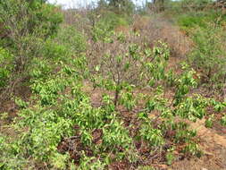 Image of coastal sandalwood