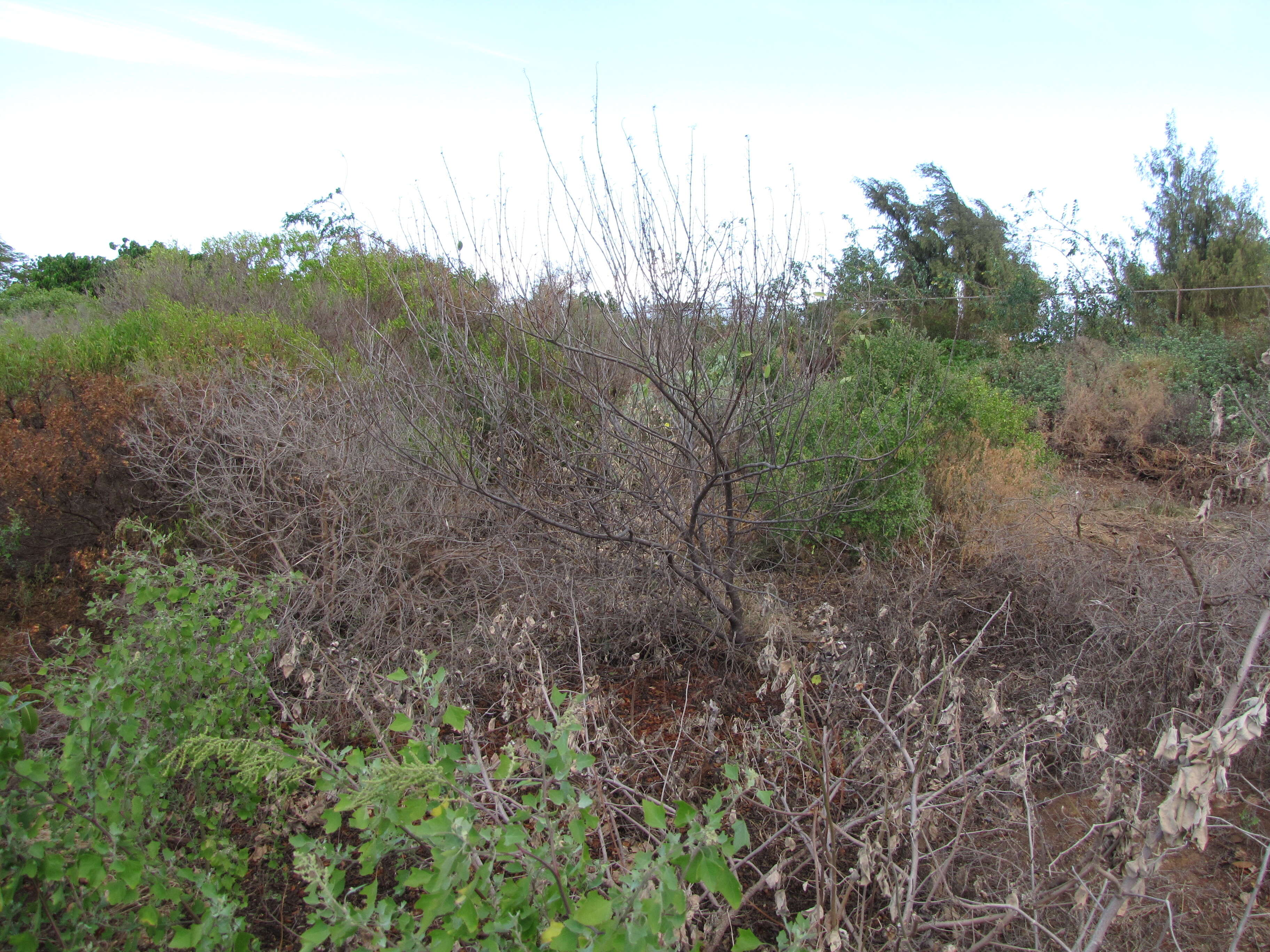 Image of coastal sandalwood