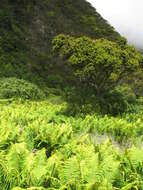 Image of alpine woodfern