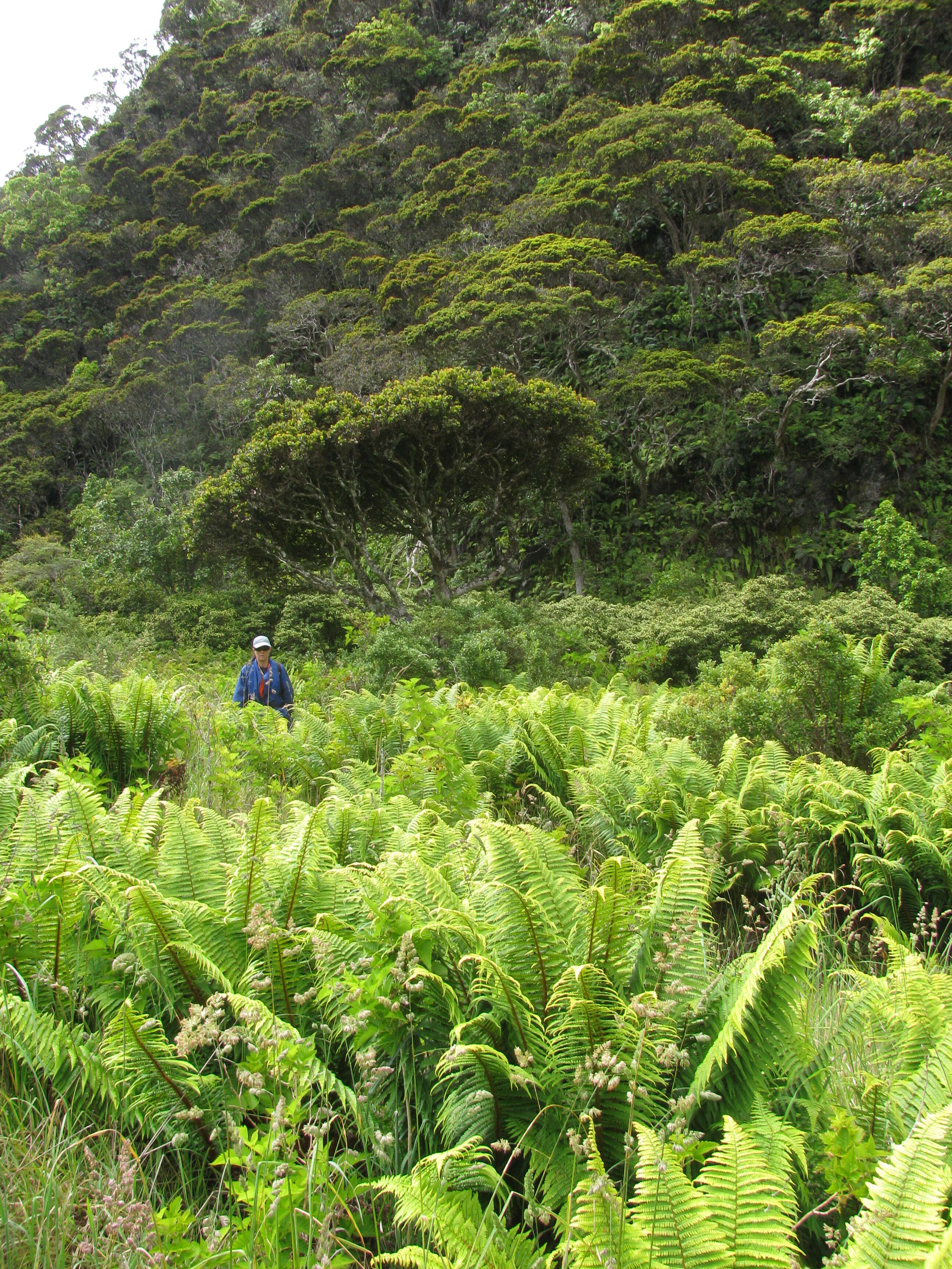 Image of alpine woodfern