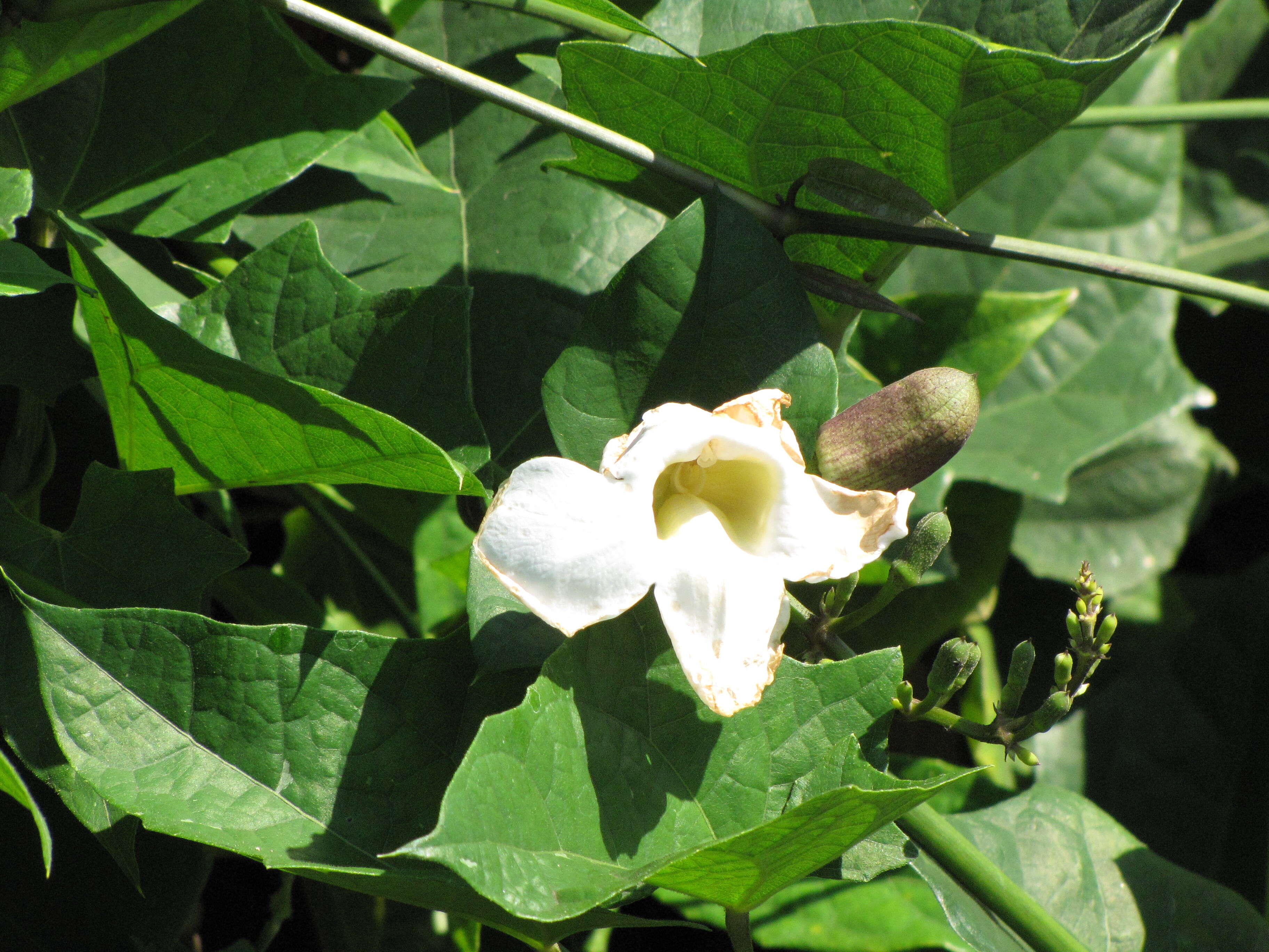 Image of Bengal clock vine