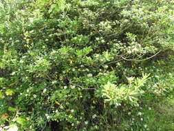 Image de Pittosporum tobira (Murray) Aiton fil.