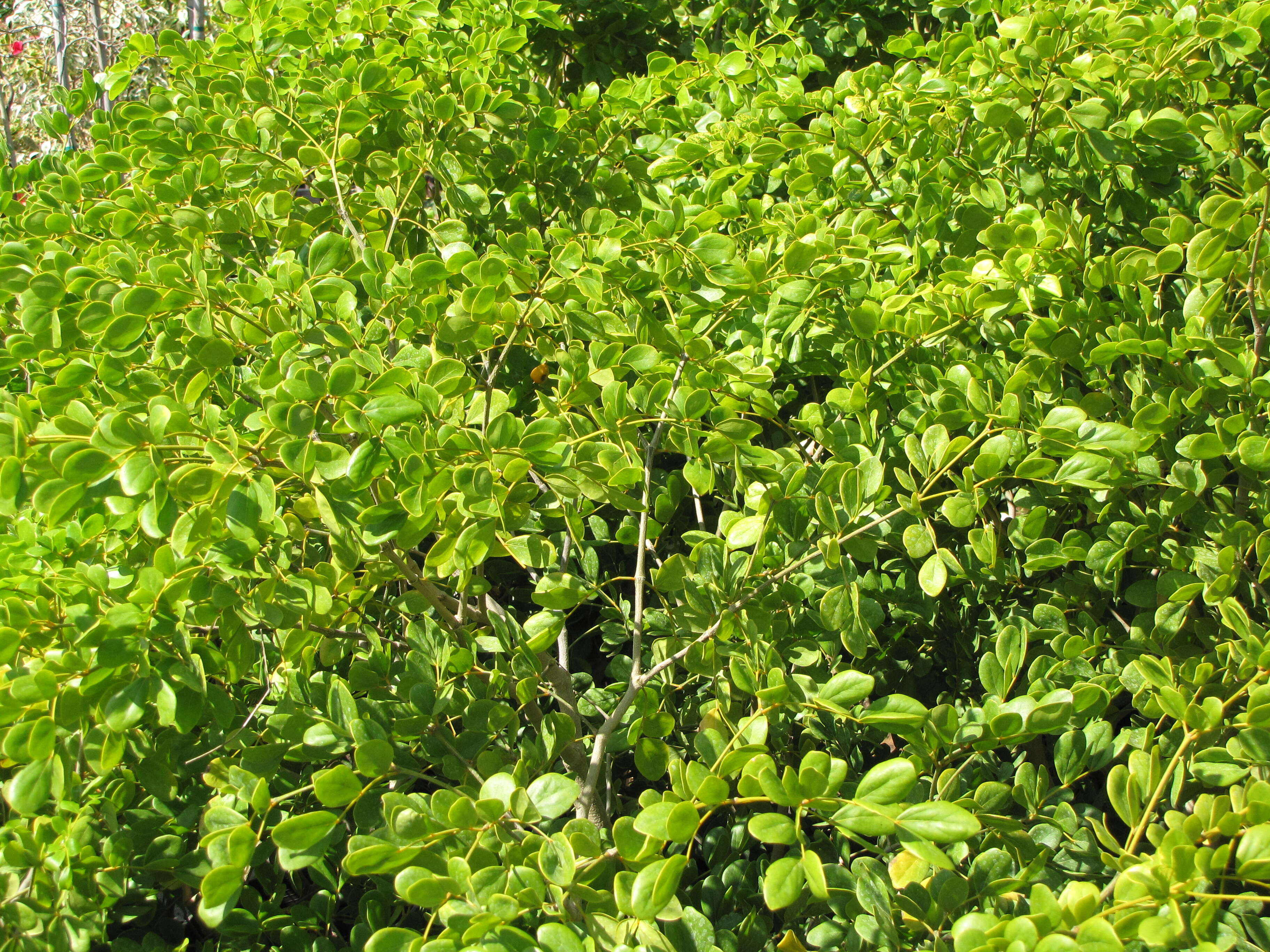 Image of Lignum Vitae