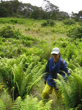 Image of alpine woodfern