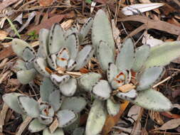 Image of Kalanchoe tomentosa Baker