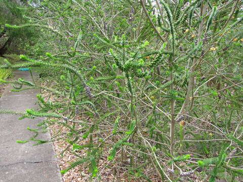 Image of dotted melaleuca