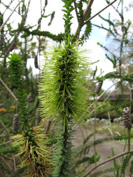 Image of dotted melaleuca