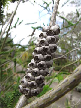 Image of dotted melaleuca