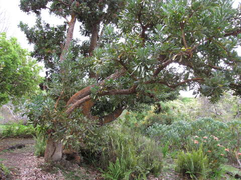 Image of Banksia aemula R. Br.