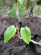 Image of philodendron