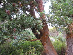 Image of Banksia aemula R. Br.