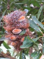 Image of Banksia aemula R. Br.