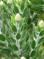 Image of red pincushion-protea