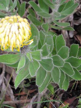 Image of red pincushion-protea