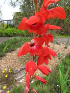 صورة Gladiolus dalenii Van Geel