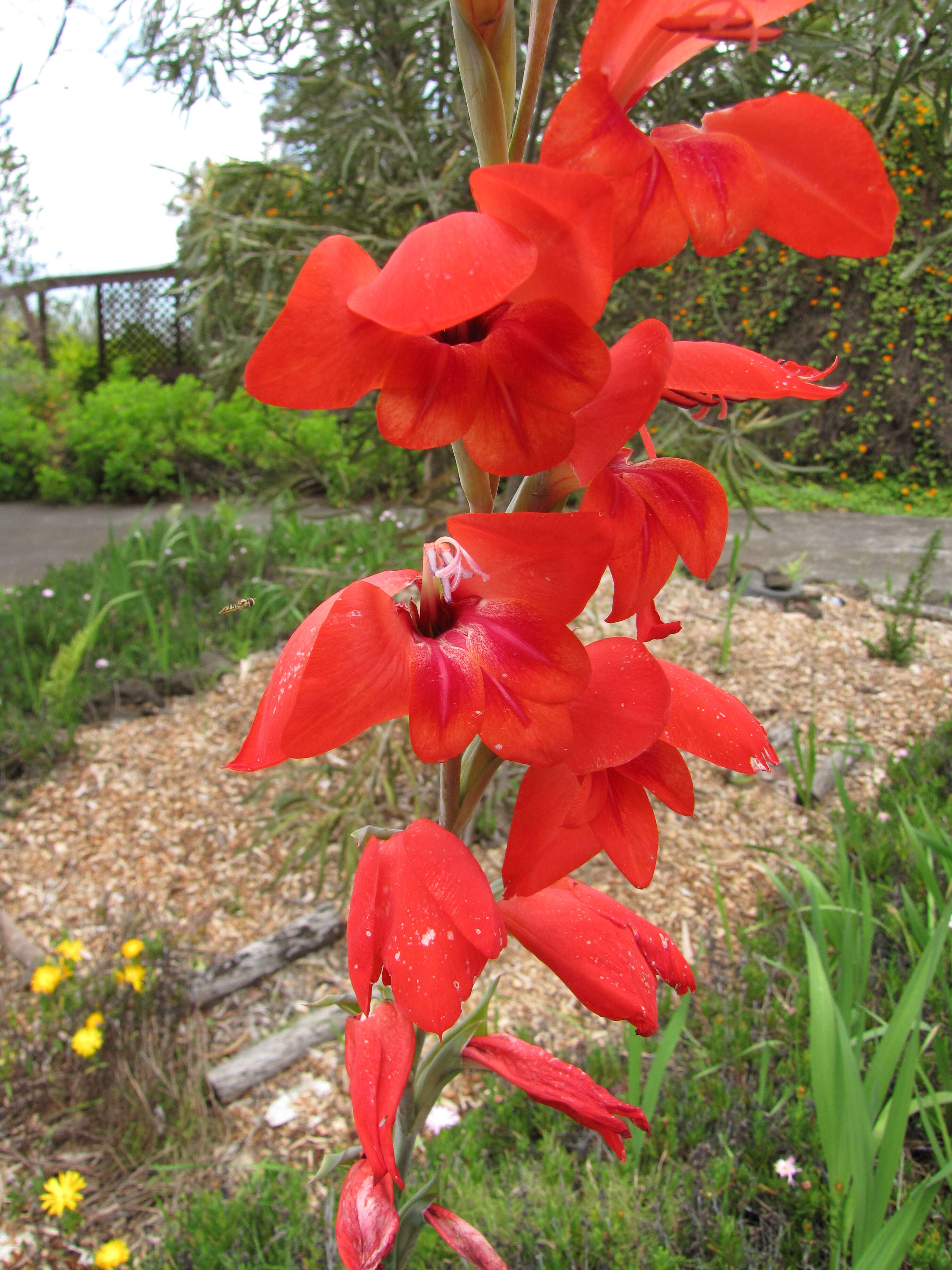 صورة Gladiolus dalenii Van Geel