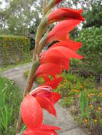 صورة Gladiolus dalenii Van Geel