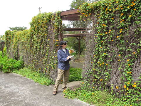 Image of blackeyed Susan vine