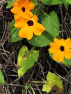 Image of blackeyed Susan vine