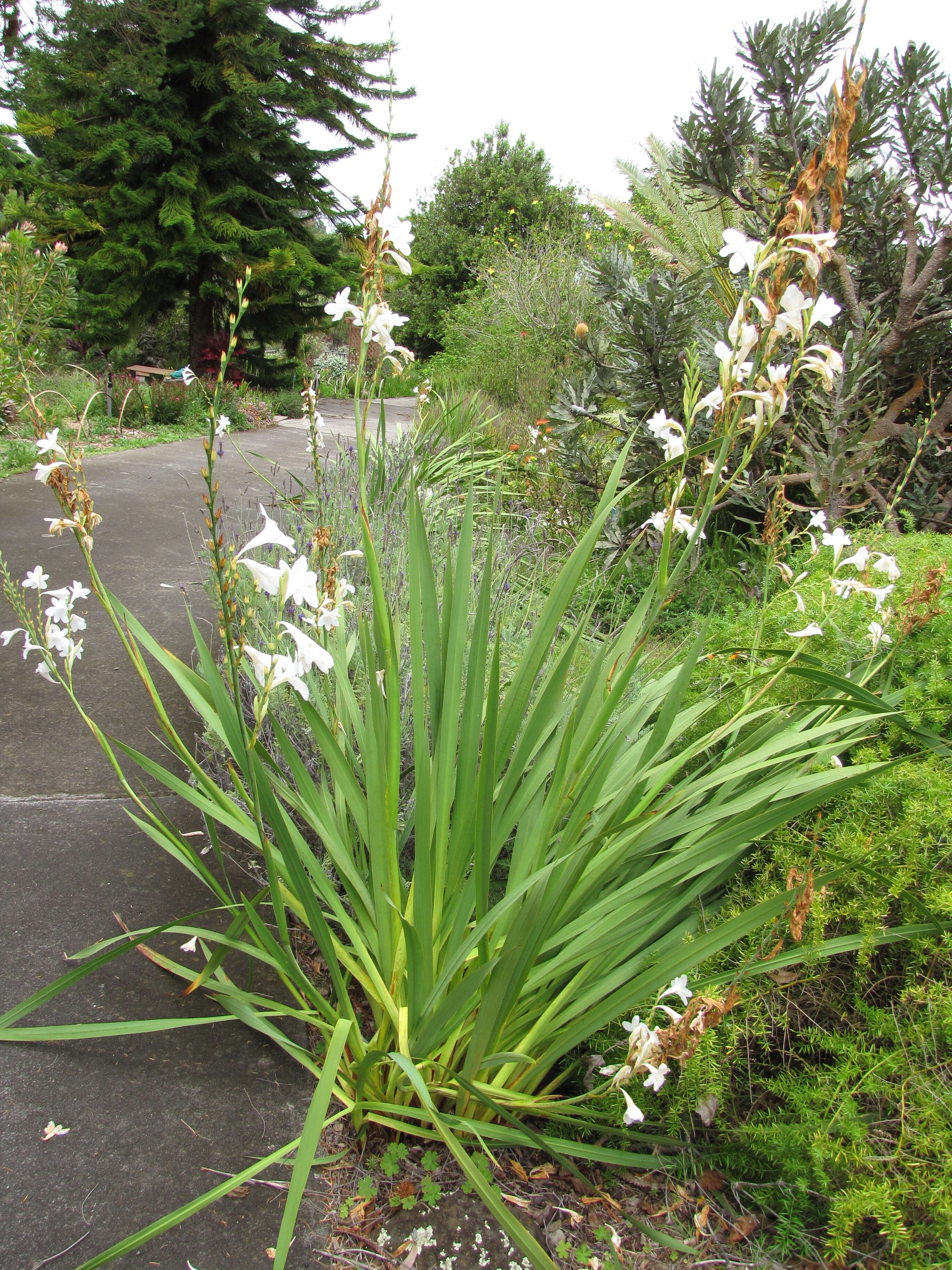 Imagem de Watsonia borbonica (Pourr.) Goldblatt