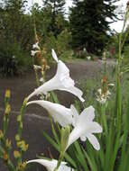 Imagem de Watsonia borbonica (Pourr.) Goldblatt