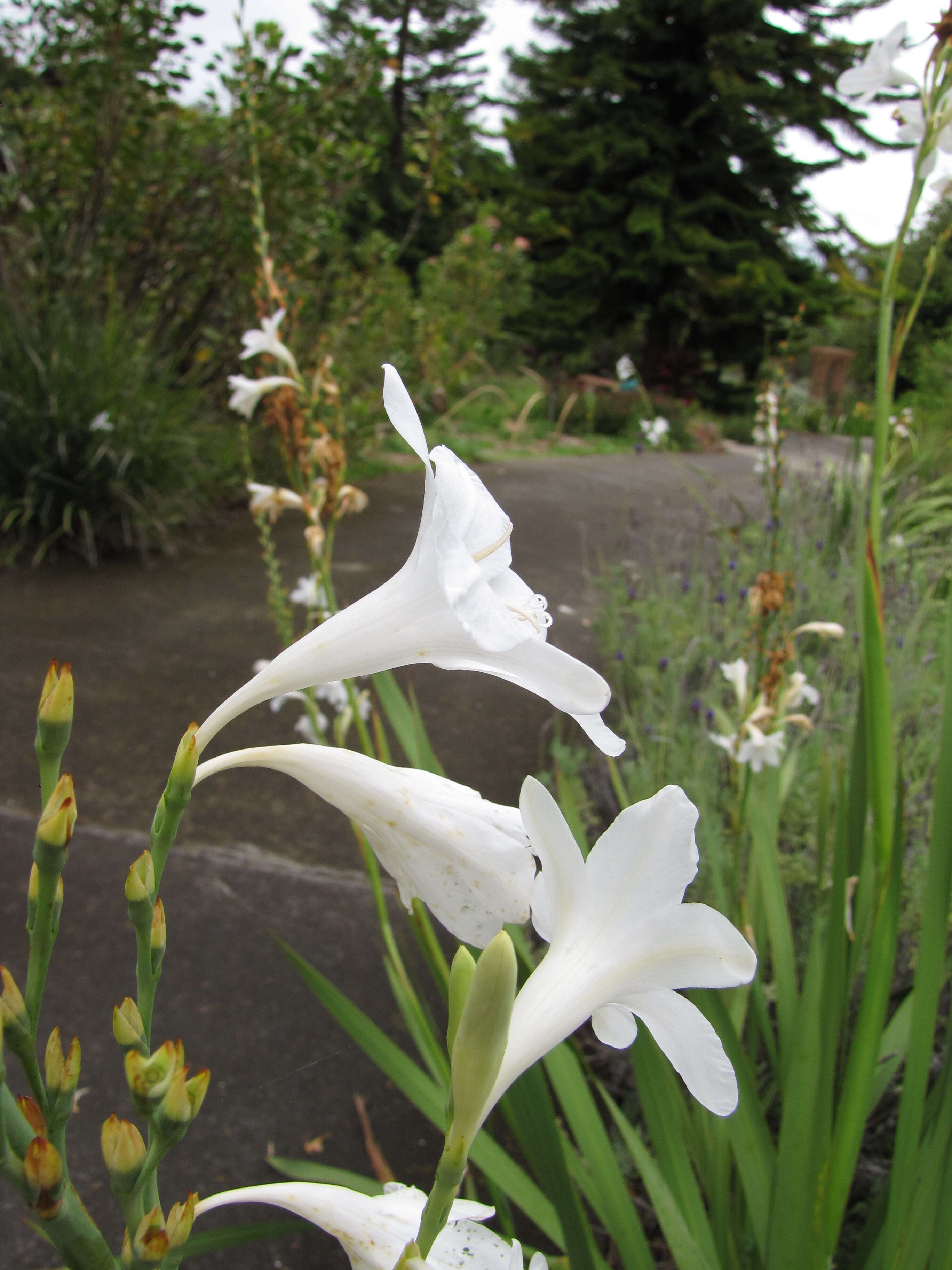 Imagem de Watsonia borbonica (Pourr.) Goldblatt