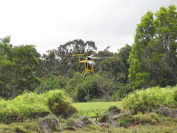 Image of Black wattle