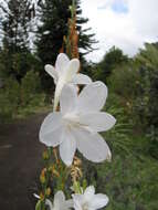 Image of Cape bugle-lily