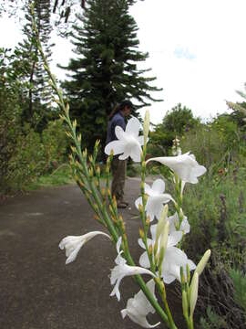 Image of Cape bugle-lily