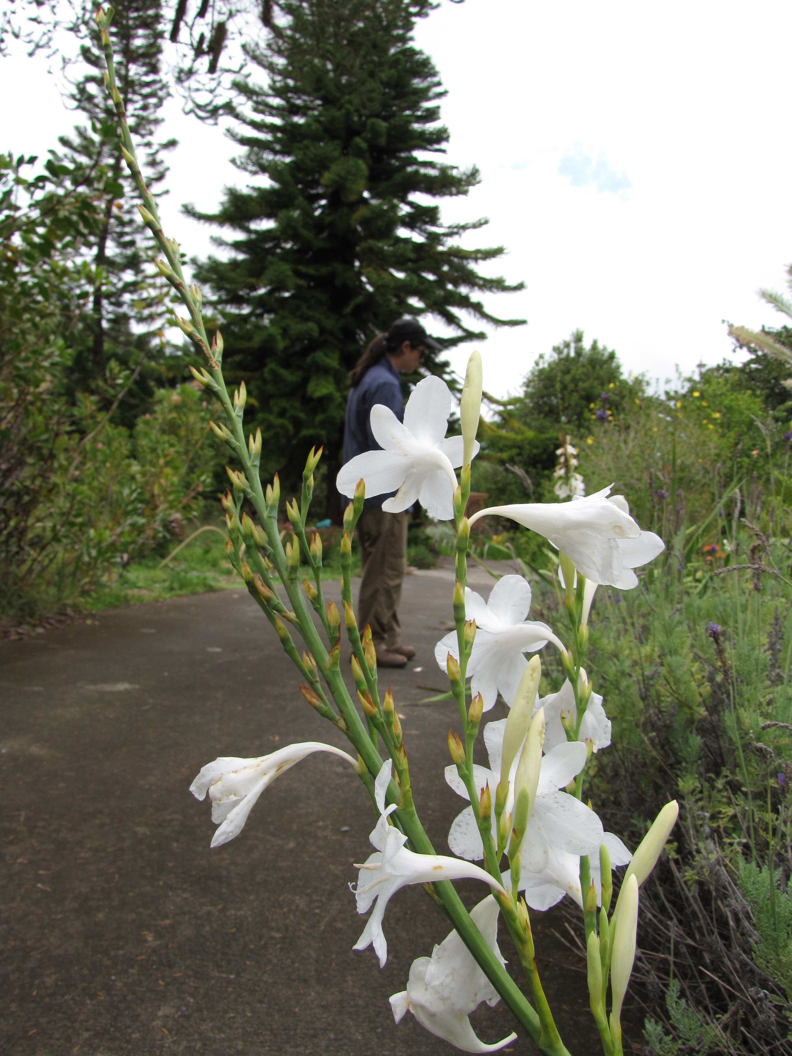 Imagem de Watsonia borbonica (Pourr.) Goldblatt