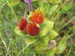 Image of Leucospermum oleifolium (P. J. Bergius) R. Br.