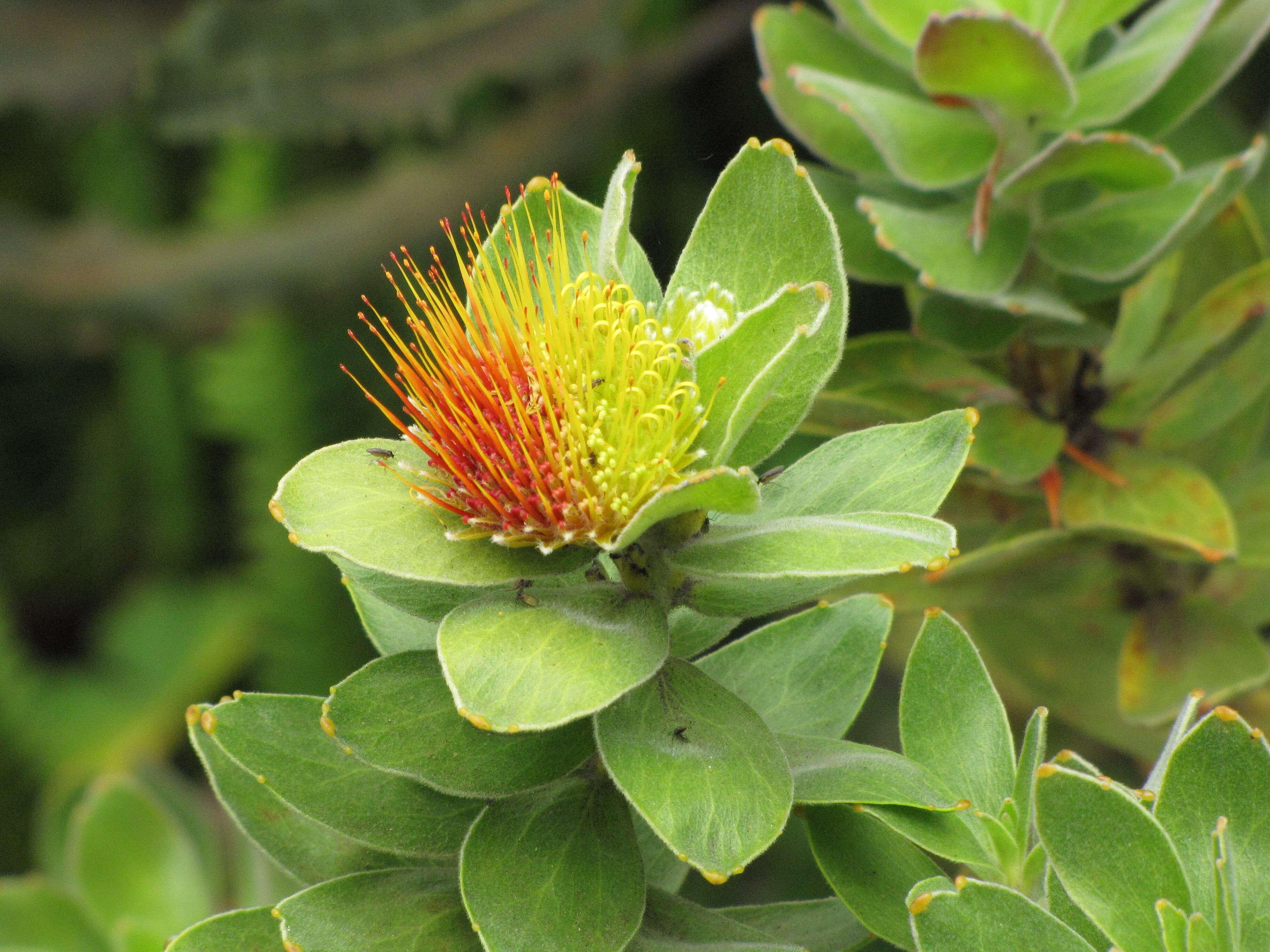 Image of Leucospermum oleifolium (P. J. Bergius) R. Br.