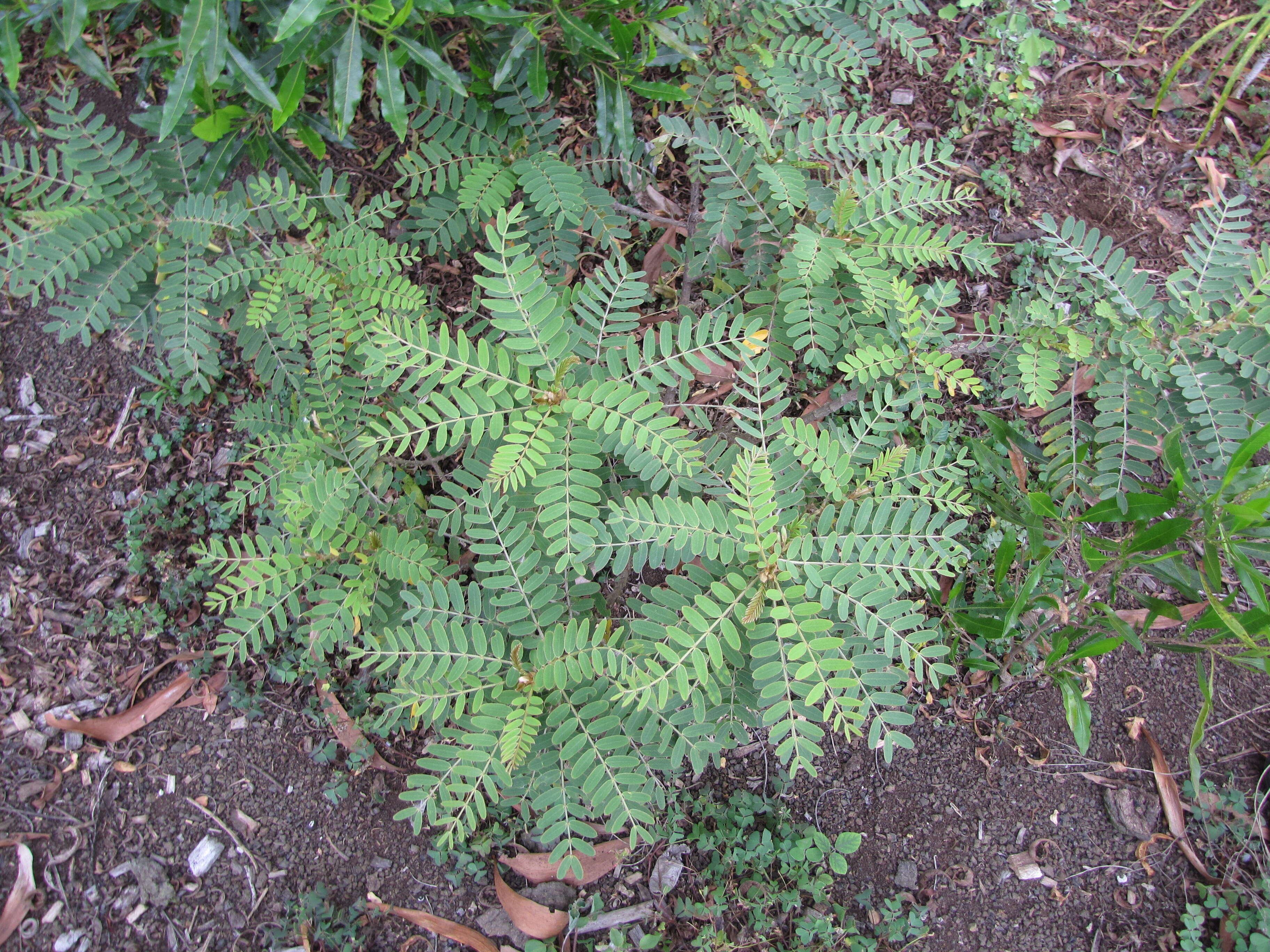 Image of Oahu riverhemp