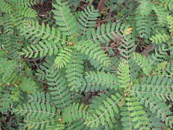 Image of Oahu riverhemp