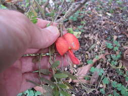 Image of Oahu riverhemp