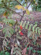 Image of Oahu riverhemp