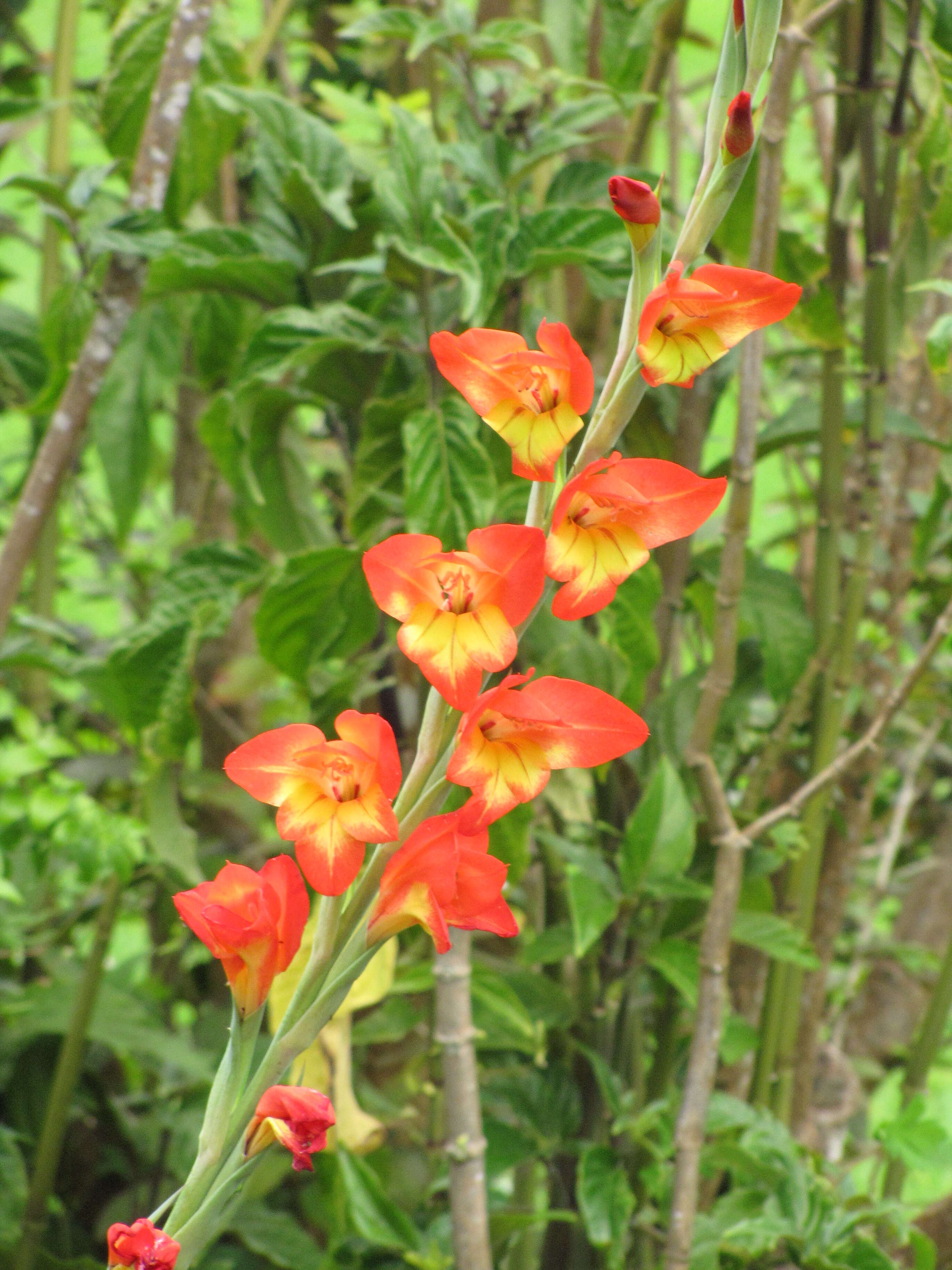 صورة Gladiolus dalenii Van Geel