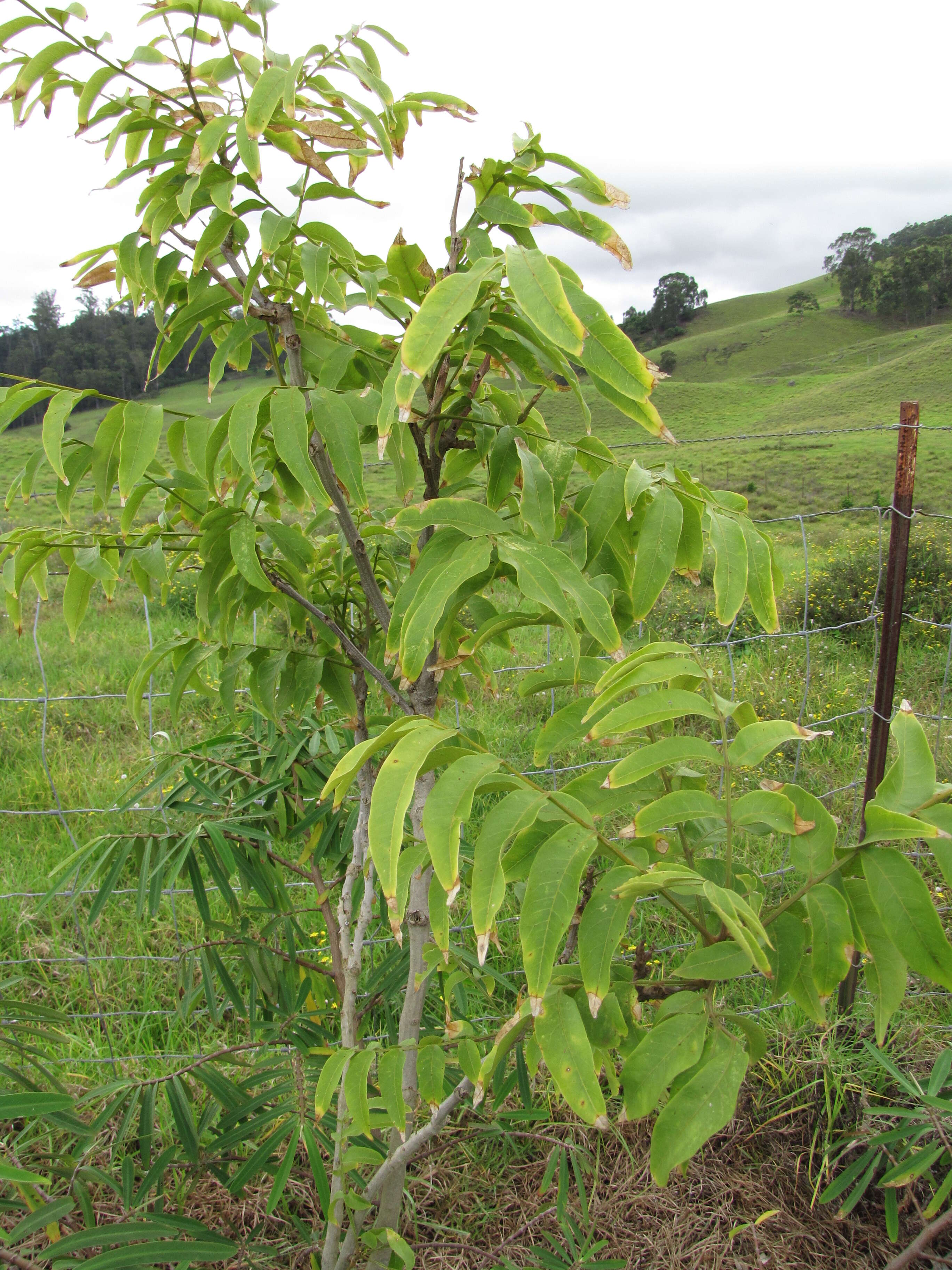 Image of wingleaf soapberry