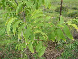 Image of wingleaf soapberry