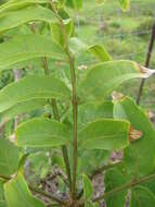 Image of wingleaf soapberry