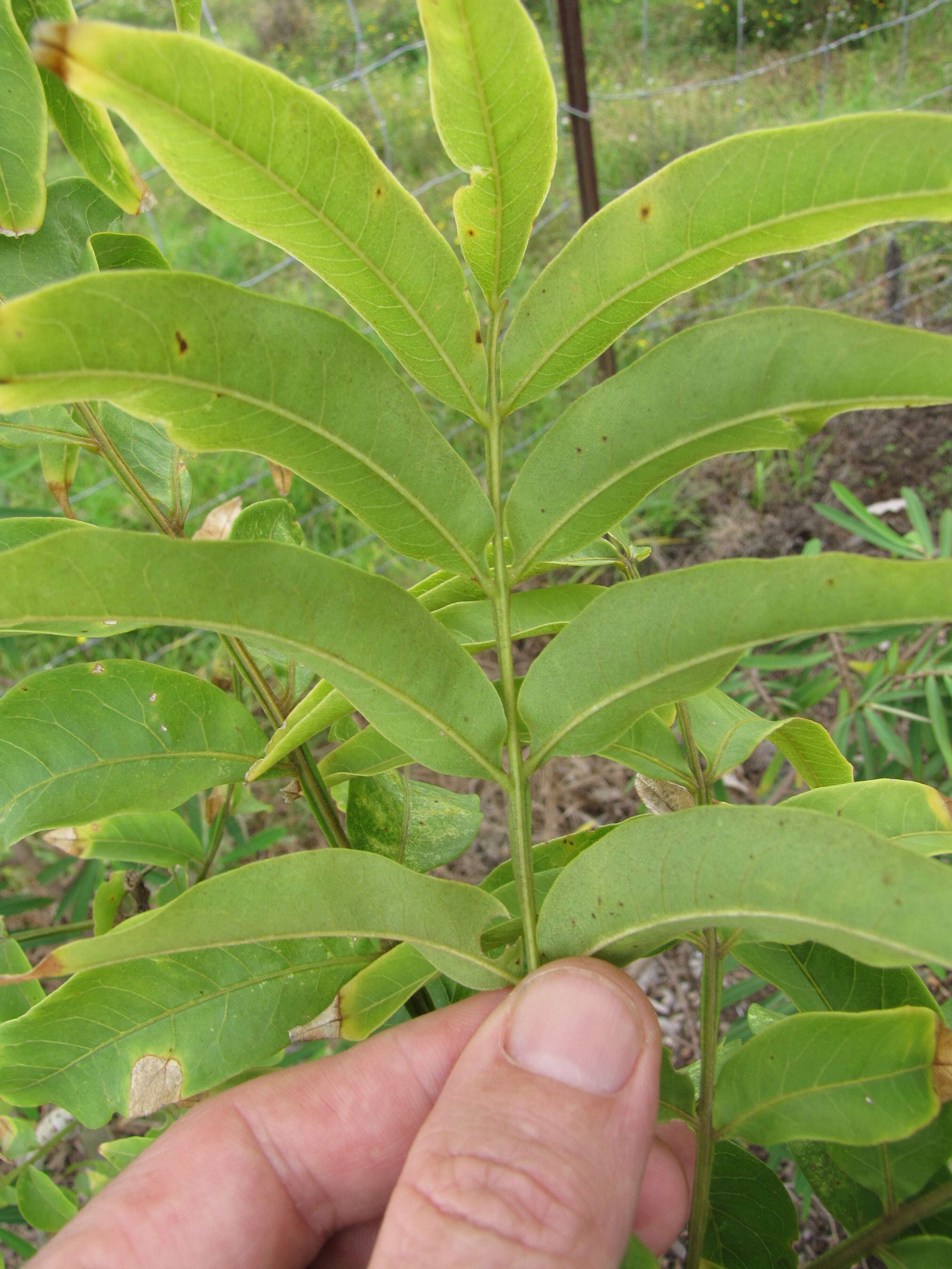 Image of wingleaf soapberry