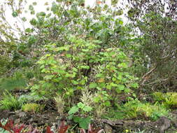 Image of velvet groundsel