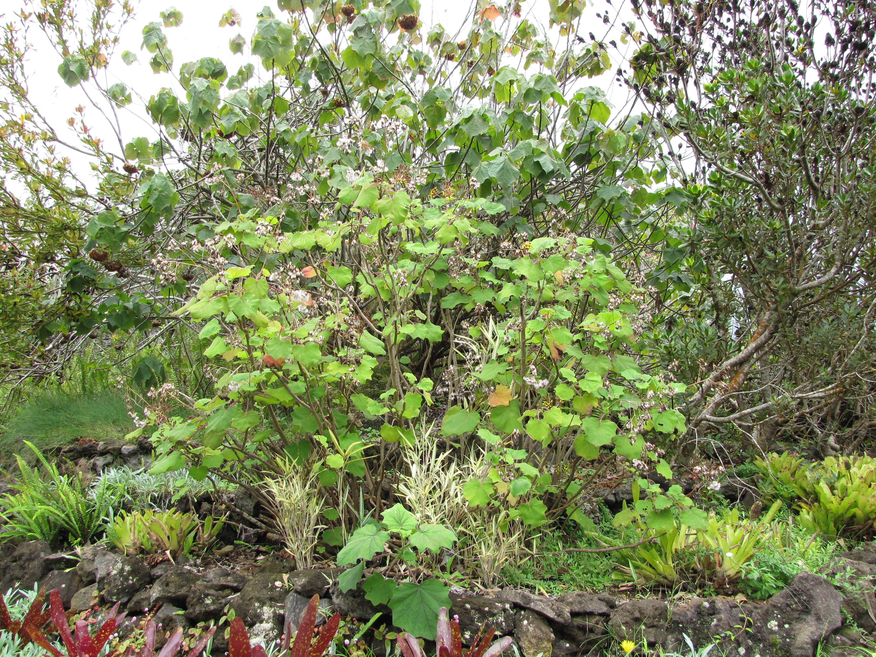 Image of velvet groundsel