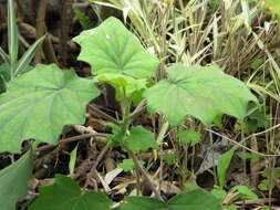 Image of velvet groundsel