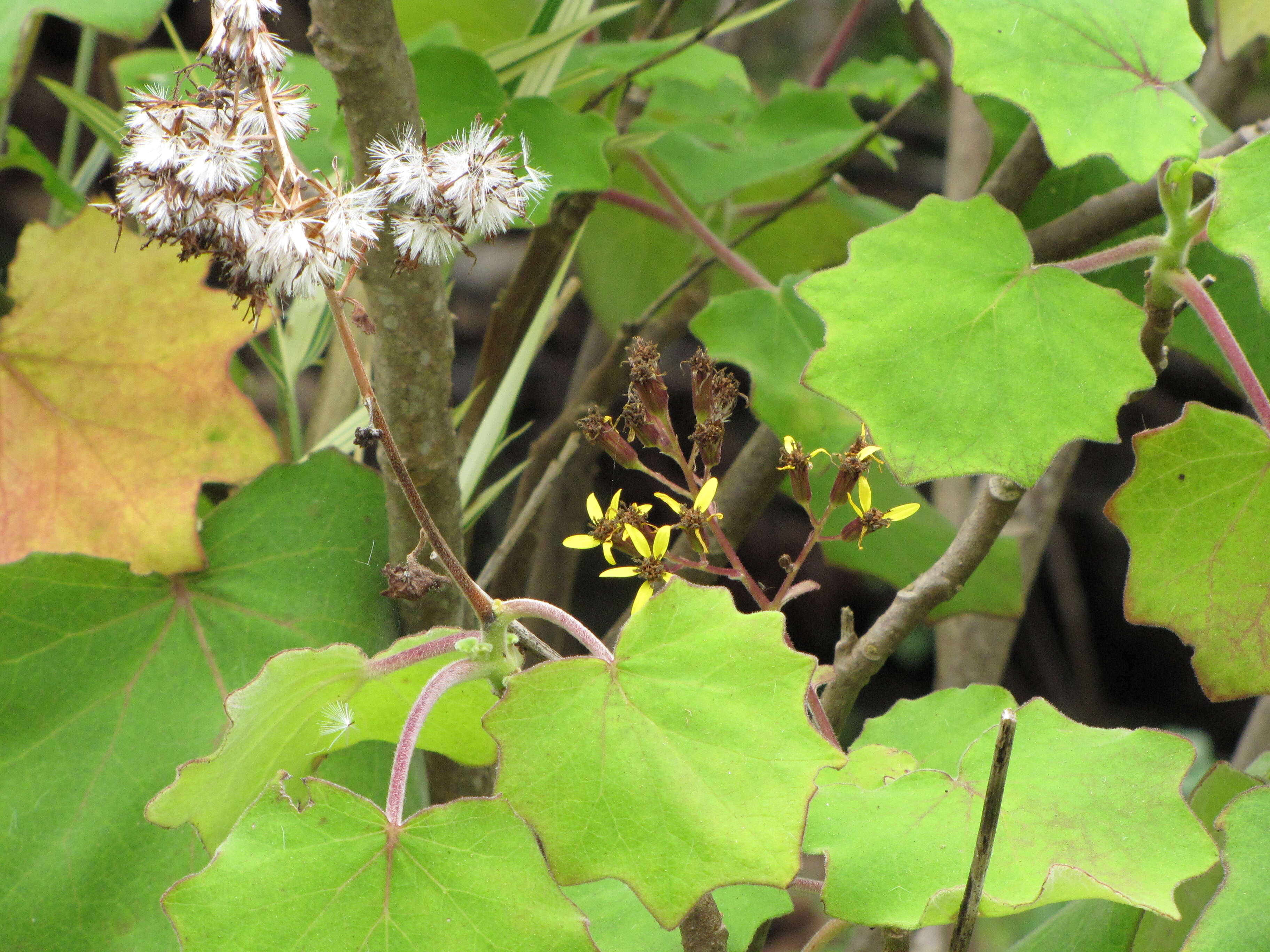 Image of velvet groundsel