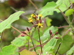 Image of velvet groundsel