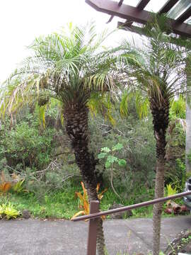 Image of pygmy date palm