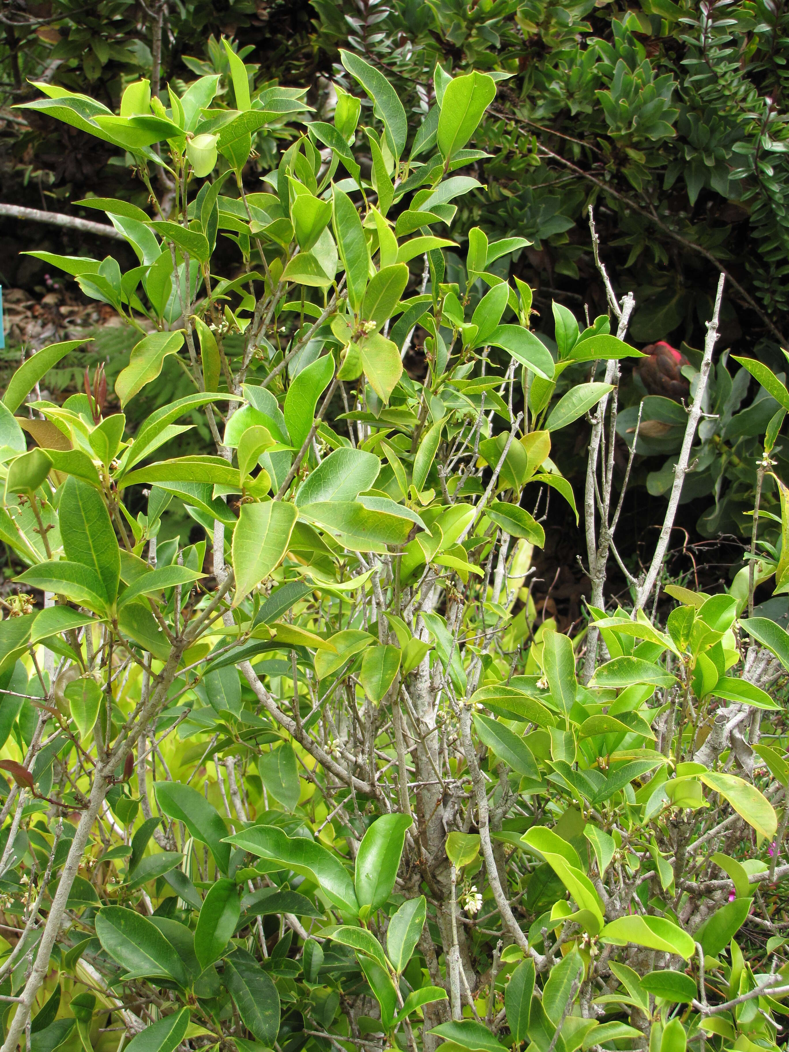 Imagem de Osmanthus fragrans Lour.