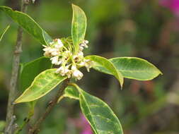 Imagem de Osmanthus fragrans Lour.