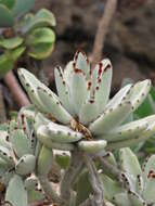 Image of Kalanchoe tomentosa Baker